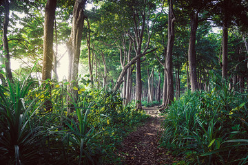 Walking trail in New Zealand tropical forest