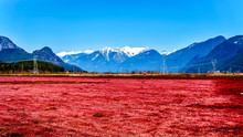 Red Colored Cranberry Fields Near Pitt Meadows With The Snow Capped Peaks Of The Golden Ears, Tingle Peak And Other Mountain Peaks Of The Coast Mountains In The Fraser Valley Of British Columbia