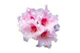 Fototapeta  - rhododendron flowers on white background close up. Pink rhododendron blossom close-up