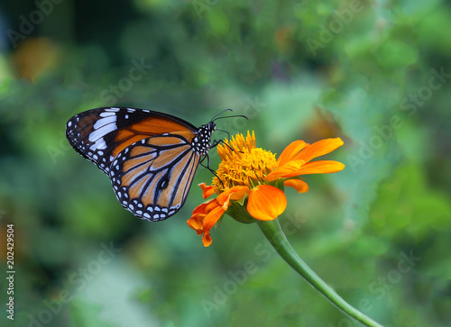 Butterfly Flower Insect Nature Monarch Garden Orange