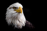 Isolated Bald Eagle Staring Up to the Right