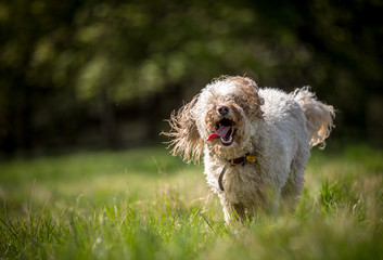 Wall Mural - The happy Golden Doodle