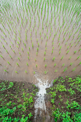 water flow into transplant rice terrace seedlings field in Ban Pa Bong Piang, Chiagmai, the north of thailand