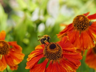 Canvas Print - Rudbeckia 