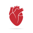 © Arcady - Realistic human heart vector drawing