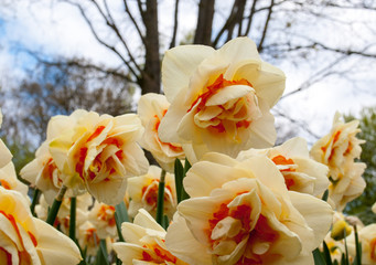 Poster - Spring blooming yellow daffodils or narcissuses in garden