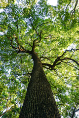 Tree reaching for the sky