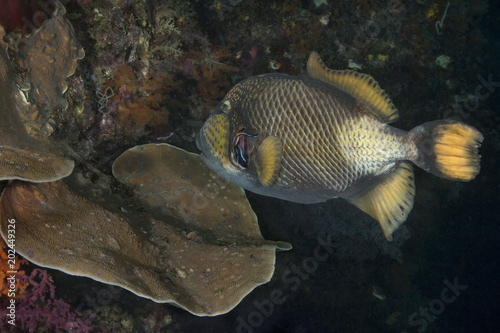 Fototapeta Rogatnicowce tytanowe (Balistoides viridescens) i Wargacz wargowy Bluestreak (Labroides dimidiatus). Zdjęcie zostało zrobione w morzu Banda, Ambon, West Papua, Indonezja