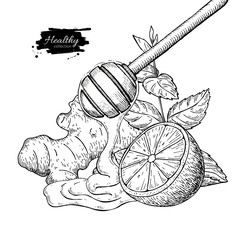 Wall Mural - Honey, ginger, lemon and mint vector drawing. Wooden spoon, hone