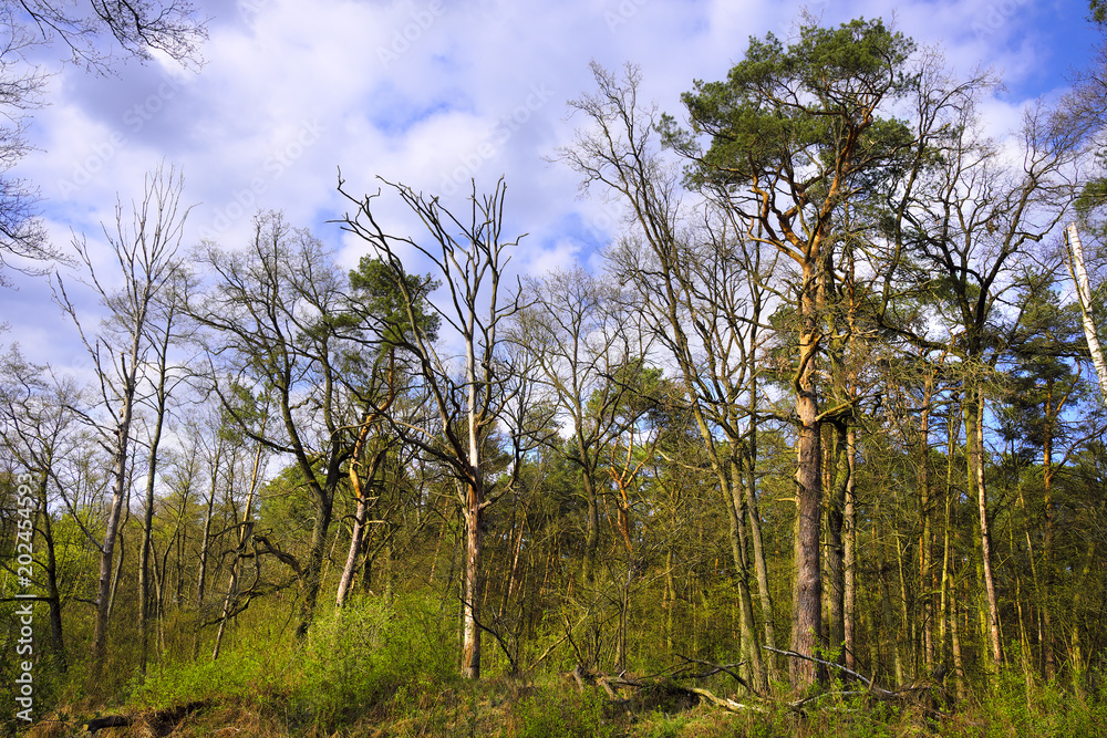 Wood landscape with an early spring green foliage in a Roztoka Reserve wildlife refuge in Mazovian district of Poland, near Warsaw. - obrazy, fototapety, plakaty 