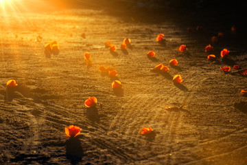 Wall Mural - Glowing flowers on the ground at sunset