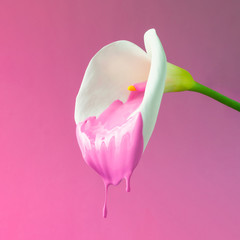 Wall Mural - Calla flower with dripping pink paint.  Minimal summer exotic concept with copy space.