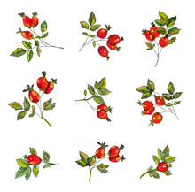Rosehip Set  With Berries And Leaves.Handrawn Sketchy Design, Vector Graphic Illustration
