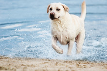 Labrador Dog Running In Water Spray On The Beach