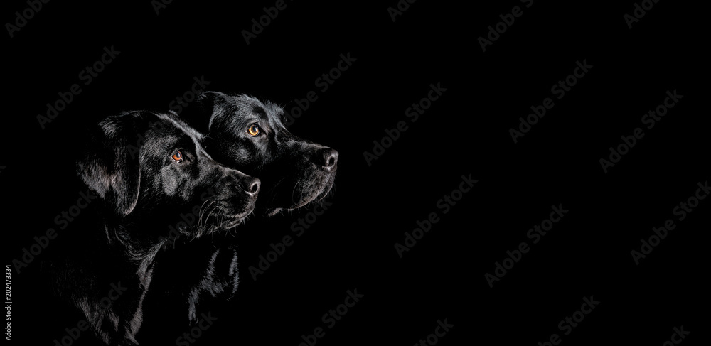 Zwei schwarze Labrador Retriever mit wunderschönen Augen im Seitenprofil vor schwarzen Hintergrund - obrazy, fototapety, plakaty 