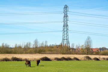 two ponies in a field outside an english village with power cable pole in the background in early sp