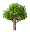 Realistic vector tree with leaves. Plant with green foliage. Forest nature and ecology