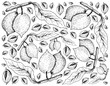 Hand Drawn of Abiu Fruits on White Background