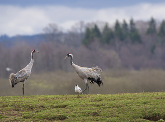 Grus Grus