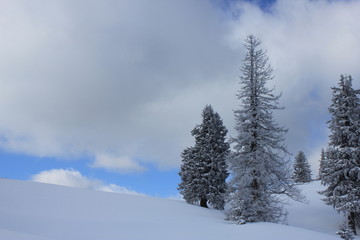 Tree on snow 