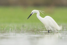 Floating Lookout With Egret