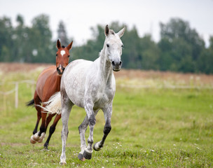 Two beautiful horses running in summer field