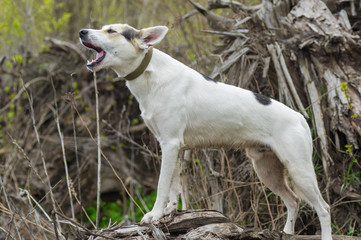 cross-breed of hunting and northern dog standing on a root of fallen tree and calling for help while