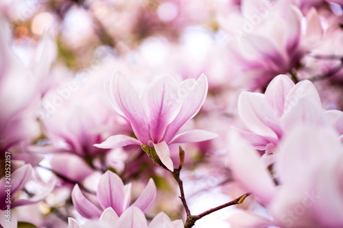 Plakat Magnolia  piekny-kwitnacy-kwiat-magnolii-na-ogromnym-drzewie-magnolii-obraz-w-stonowanych-kolorach