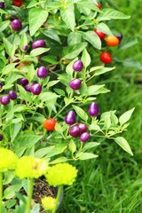 Canvas Print - Fresh chilli on tree in the garden