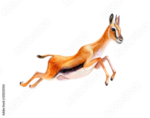 Antelope Thomson Running Gazelle Or Antelope Isolated On White Background Watercolor Illustration Template Clip Art Stock Illustration Adobe Stock
