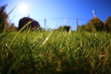 Bright vibrant green grass close-up