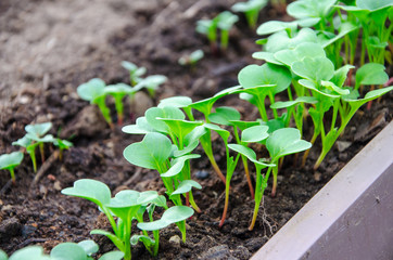 Canvas Print - Young radish sprouts in greenhouse