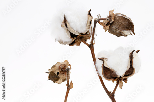 すべての花の画像 50 素晴らしい綿植物