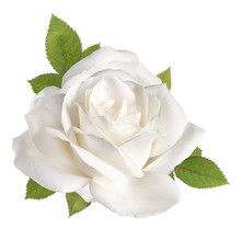 One White Rose Flower Head With Leaves Isolated On White Background Cutout