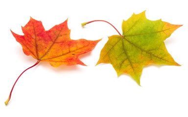 colorful autumn maple leaf isolated on white