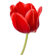 Red Tulip Flower Head Isolated On White Background