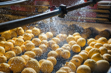 Primofiore lemons of the variety Femminello Siracusano during the washing process in a modern production line