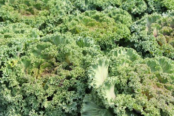 Head cabbage in the garden with nature