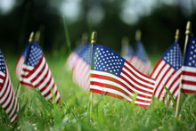 Group Of American Flags In Green Grass