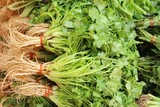 Fototapeta Kuchnia - Fresh coriander for cooking in the market