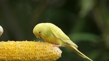 Yellow Parakeet Bird Eating Raw Corn.