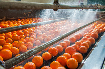 The process of washing and cleaning of citrus fruits in a modern production line