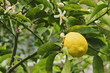 Lemon and flowers on lemon tree.