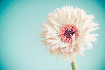 Wall Mural - White flower close up at blue turquoise background.