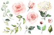Set watercolor elements of roses, hydrangea.collection garden pink flowers, leaves, branches, Botanic illustration isolated on white background. bud of flowers