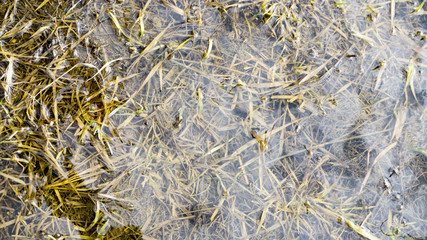 Dry grass in a meadow flooded with water