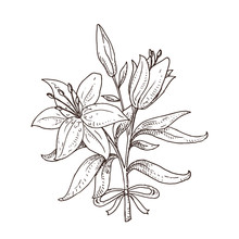 Black And White Hand Drawn Lily Bouquet. Beautiful Flowers. Spring Symbol.