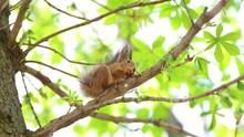 Cute Brown Squirrel Sits On Branch Of Tree And Eats Walnut On Spring Sunny Day Outside.