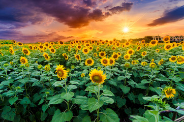 Fotomurales - Sunflowers full bloom and light in the morning.