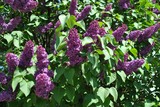 Bez lilak - Syringa vulgaris